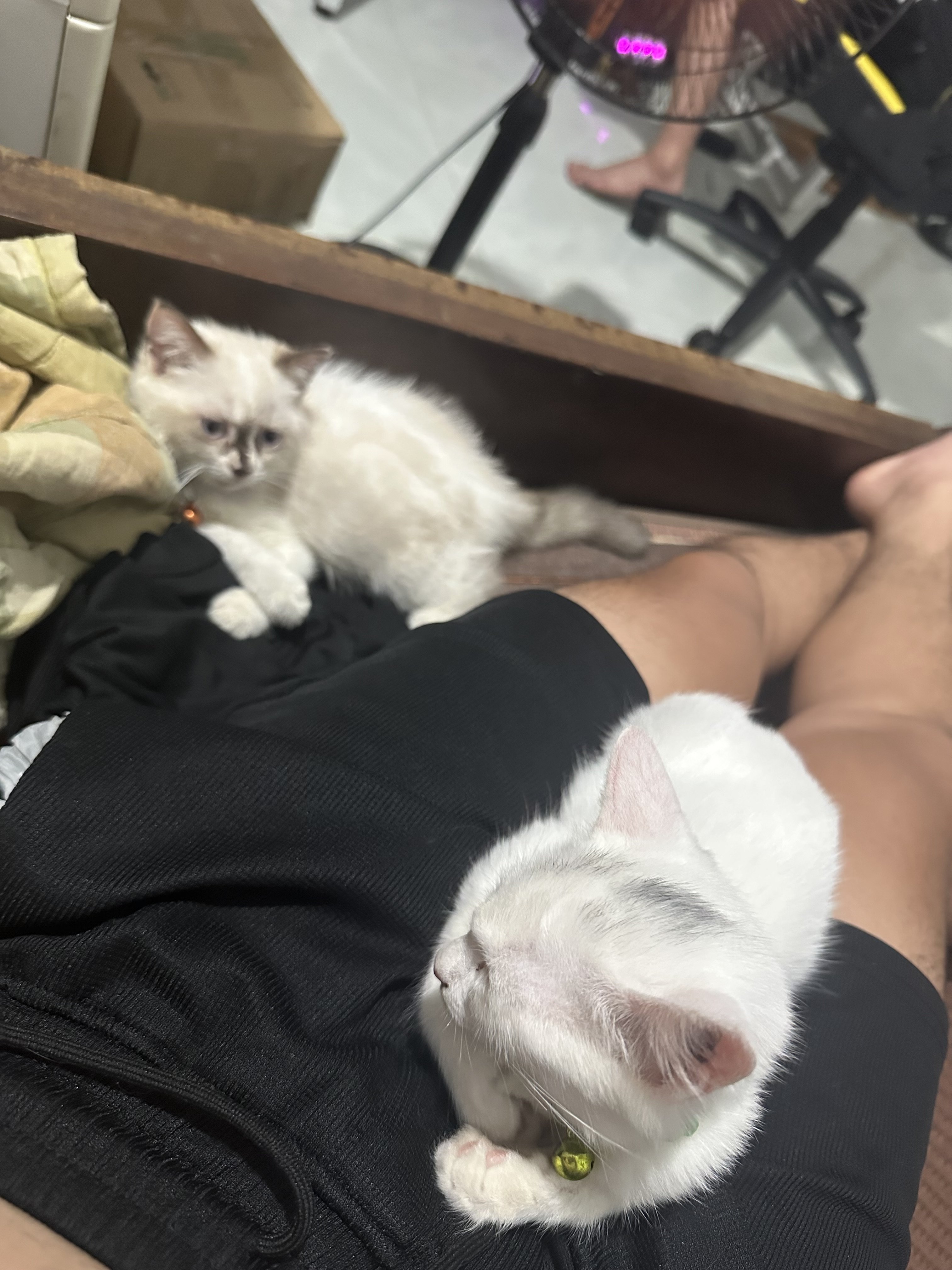 IMG_8011.jpeg