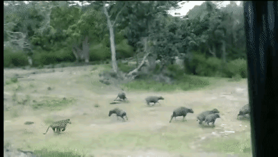 v2-81d9e14f70a90656a0688d0db92a63fb_b.gif