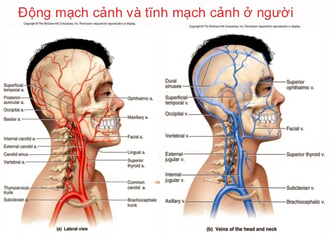 tmcnoi2.png