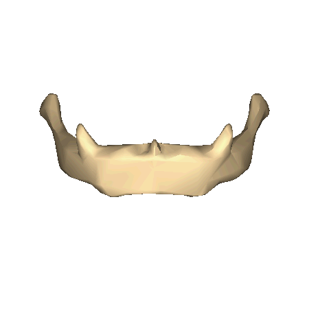hyoid bone only.gif