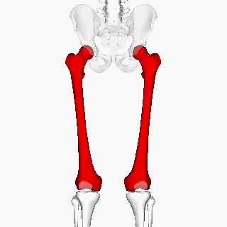 Femur_-_animation9-1.gif